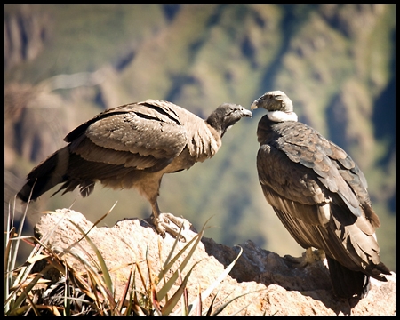 Andean Condors.jpg